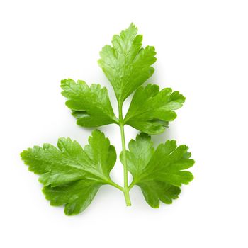Bunch leaves parsley isolated on white background