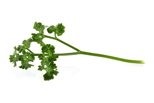 parsley fresh herb isolated on a white background.