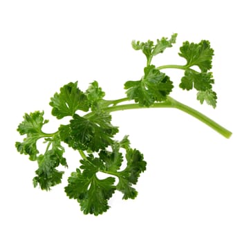 parsley fresh herb isolated on a white background.