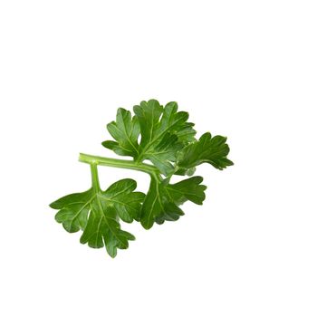 parsley fresh herb isolated on a white background.