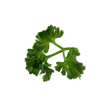 parsley fresh herb isolated on a white background.