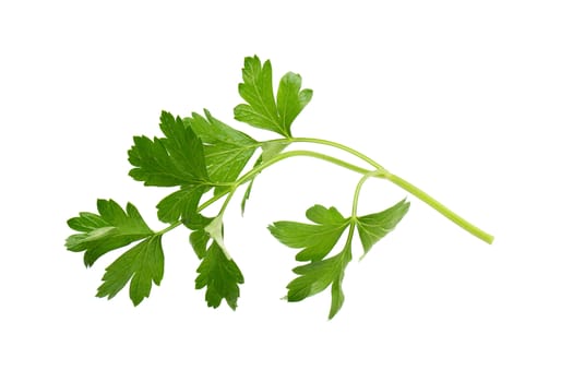 parsley fresh herb isolated on a white background.