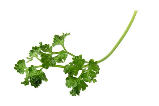 parsley fresh herb isolated on a white background.