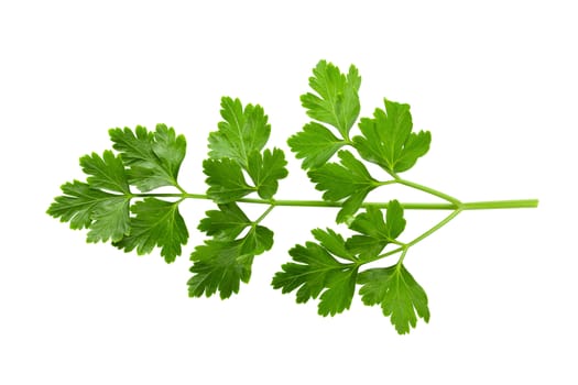 Bunch leaves parsley isolated on white background