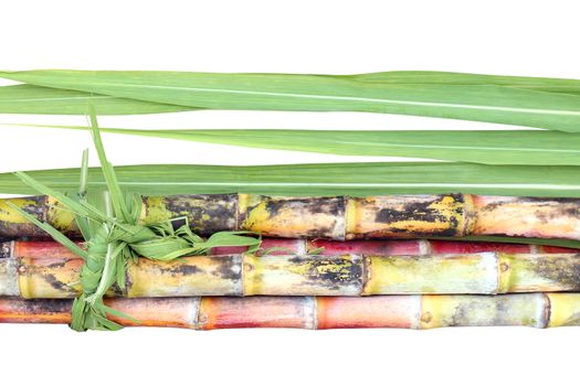 Sugar cane, Sugarcane heap and leaves, Pile of Cane, Sugarcane piece fresh, Sugar cane on white background, Sugarcane fresh