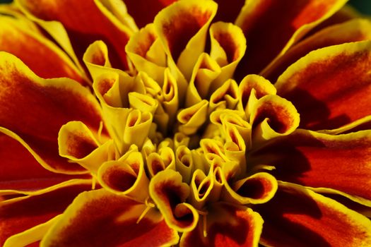 Close up yellow marigold flower.