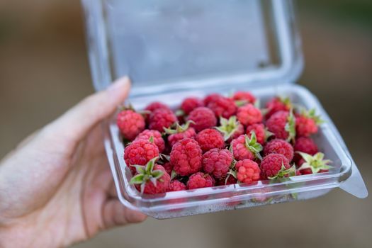 Transparent plastic box with raspberries in woman hands.