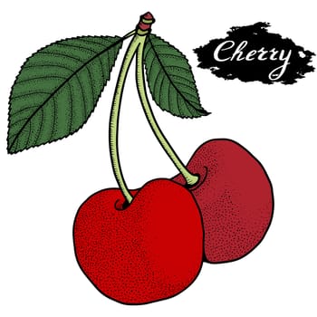 Cherry vector drawing. Isolated hand drawn berry on white background. Summer fruit engraved style illustration. Detailed vegetarian food. Great for label, poster, print