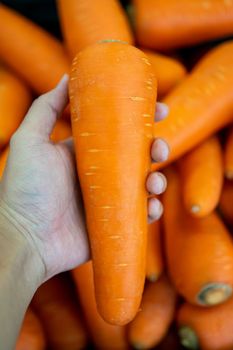 Hand picking fresh carrot on supermarket store