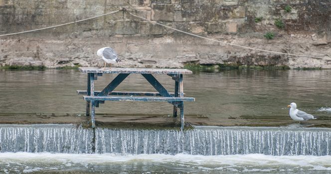 seagull on a pub bench on the river avon in bath england