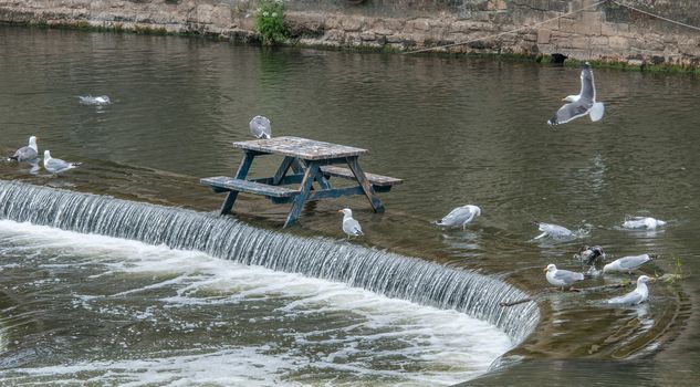 seagull on a pub bench on the river avon in bath england