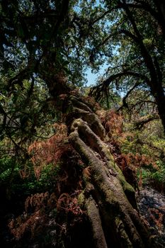 Tropical Rainforest, green jungle Landscape