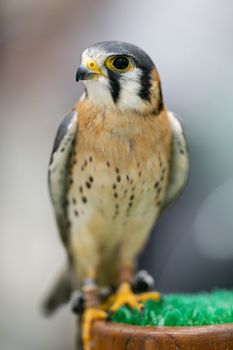 The American kestrel (Falco sparverius) is smallest falcon