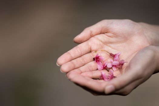 Pink Cherry blossom flowers (Thai Sakura) in woman hand