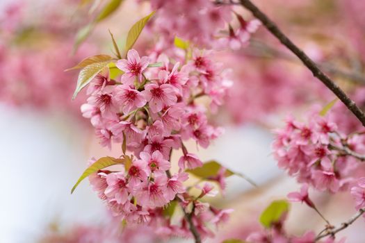 Beautiful Pink cherry blossom flowers (Thai Sakura) blooming in winter season
