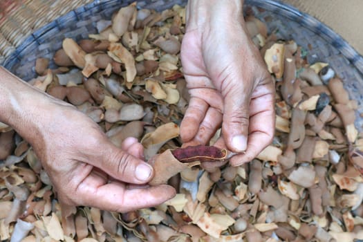 tamarind peel in hand, organic tamarind nature, tamarind heap