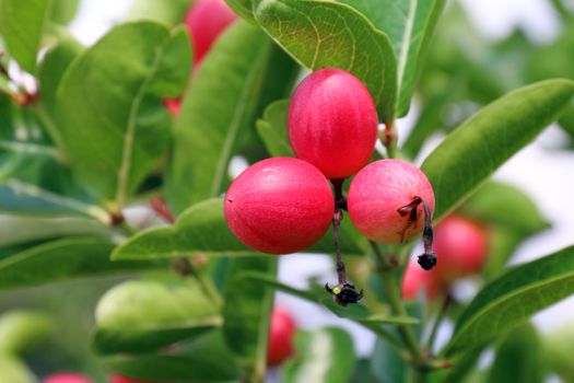 Carissa carandas, Carunda, Karonda seeds ripe pink or red colorful, tropical citrus karanda or koromcha fruit, Karanda(or carunda) fresh karanda(or Carunda)