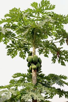 papaya on tree and papaya farm