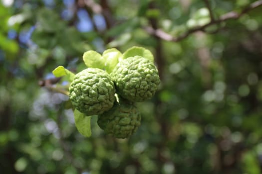 bergamot, the bergamot kaffir, lime on tree and green leaf