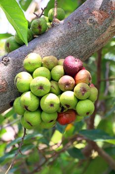 Fig fruit, Ficus Racemosa, Fig on tree nature, Fig Forest fruit, Fig red and green thai fruits