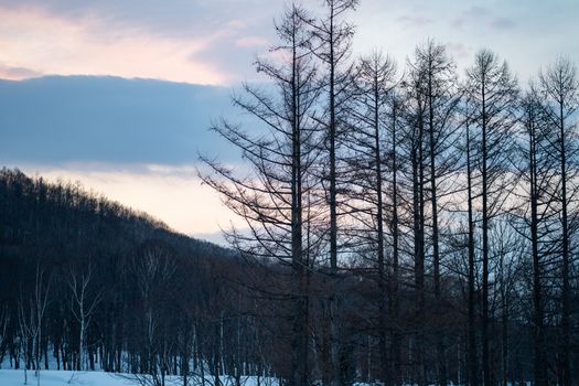 Snow covered trees on winter snow mountains. Winter snow mountain forest landscape.