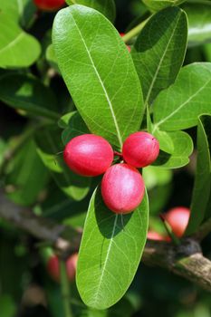 Carissa carandas, Carunda, Karonda seeds ripe pink or red colorful, tropical citrus karanda or koromcha fruit, Karanda(or carunda) fresh karanda(or Carunda)