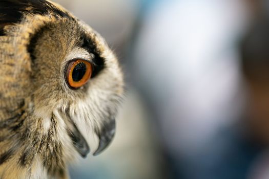 portrait of Eurasian eagle owl (Bubo bubo)
