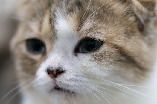 beautiful portrait of Scottish fold cat bi-color
