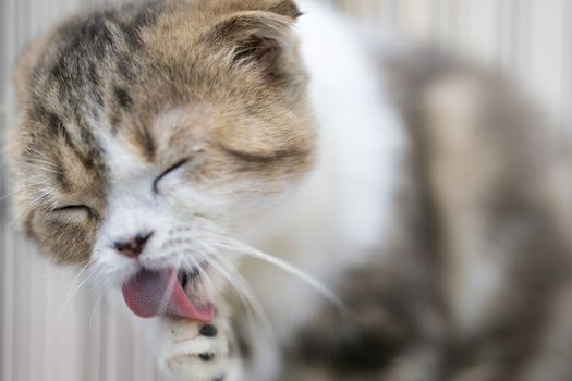 Portrait photo of Scottish fold cat licking foot for cleaning body