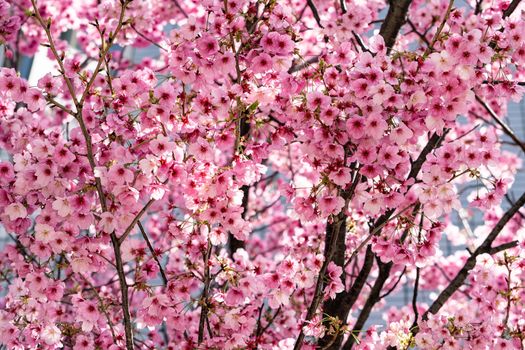 Pink Sakura Japanese cherry blossoms in full bloom.