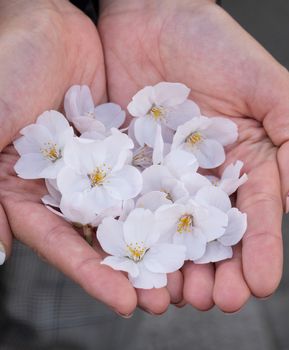 Pink Sakura Blossom in hand