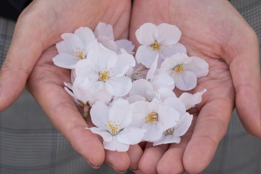 Pink Sakura Blossom in hand