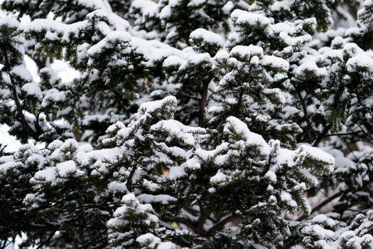 Pine trees covered with snow.