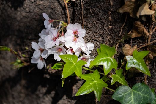 Closeup of white and pink sakura flower blooming tree in Japan.