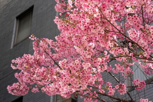 Pink Sakura Japanese cherry blossoms in full bloom.
