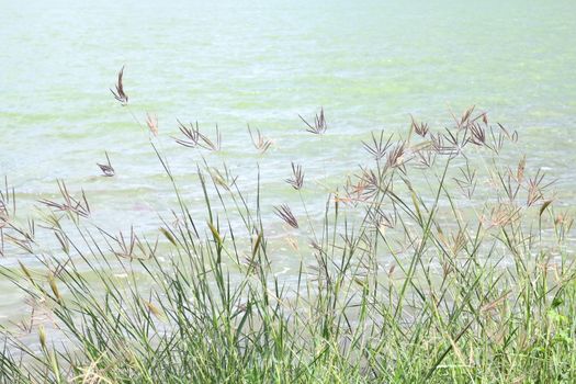 grass flower morning bright at river, grass nature and lake surface water landscape view lake sunlight soft