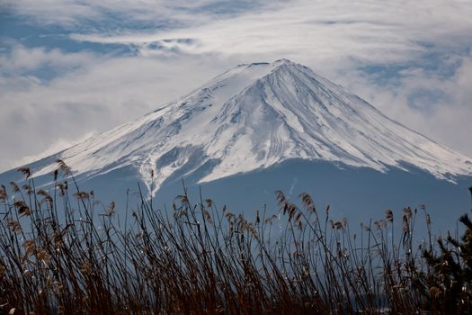 Mountain Fuji background with the Golden meadow grass