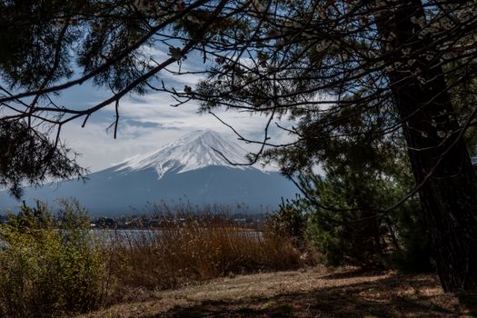Fuji Mountain with tree in front. Fuji mount snow on top on white , fujisan