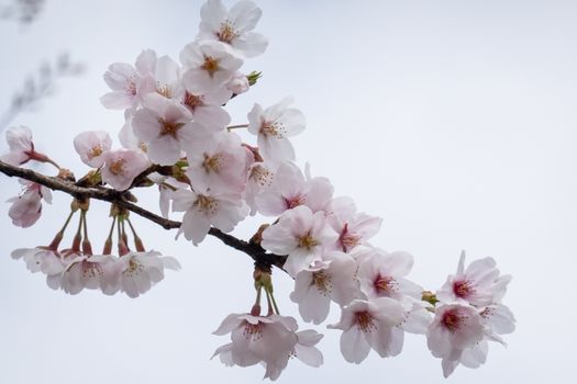 Cherry blossom, sakura branch with flowers
