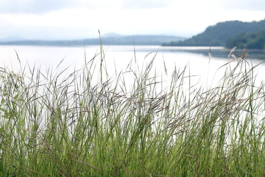 Grass, Grass nature and Surface water at River landscape Mountain range, Sierra, Cordillera background, Grass and sky mornings