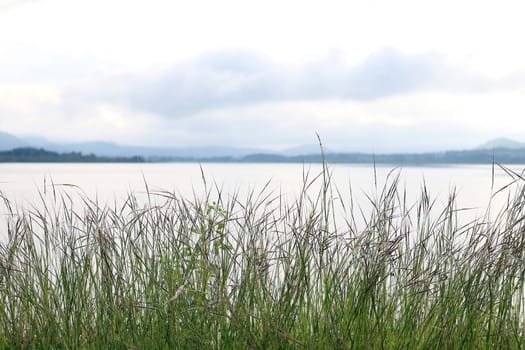 grass flower morning bright at river, grass nature and lake surface water landscape view lake sunlight soft dam view Background