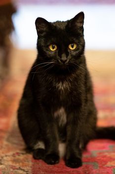 Adorable black cat on the carpet