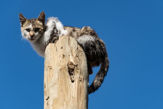Adorable cat sitting on wooden pole.