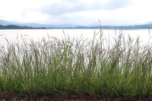 grass flower morning bright at river, grass nature and lake surface water landscape view lake sunlight soft dam view Background