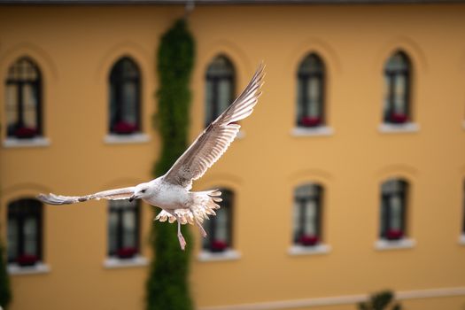 Seagull flying on city, Istanbul Turkey.