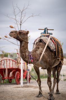 Portrait of a Camel in Cappadocia, Turkey.