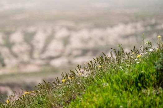 close up grass on mountain meadow