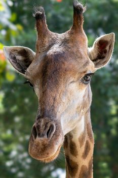 Portrait of a giraffe on the green nature background.