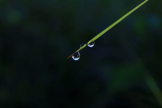Drop water rain dew meadow on wet leaf grass nature isolated green dark black background