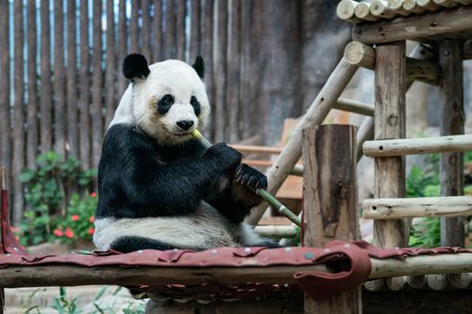 Giant Panda eats bamboo in the park.